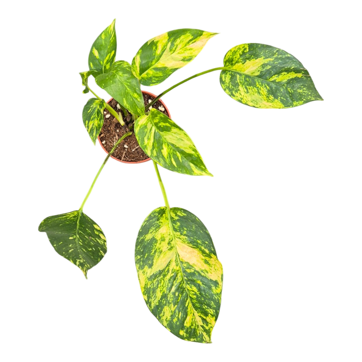 Epipremnum 20cm 9cm Pot