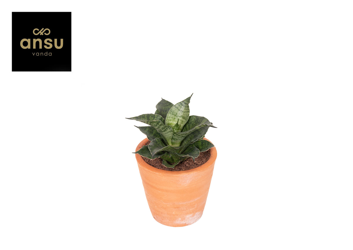 Sansevieria 15cm 9cm Pot