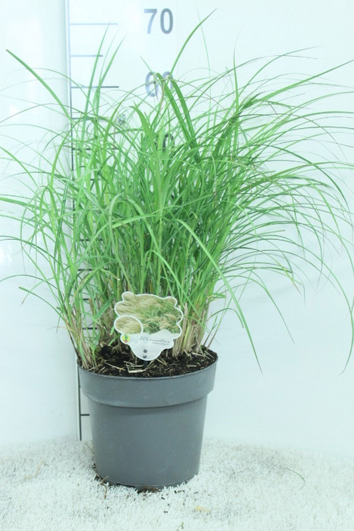 Miscanthus sin. Adagio 60cm 23cm Pot