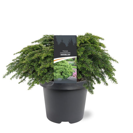 Tsuga can. Jeddeloh 35cm 23cm Pot