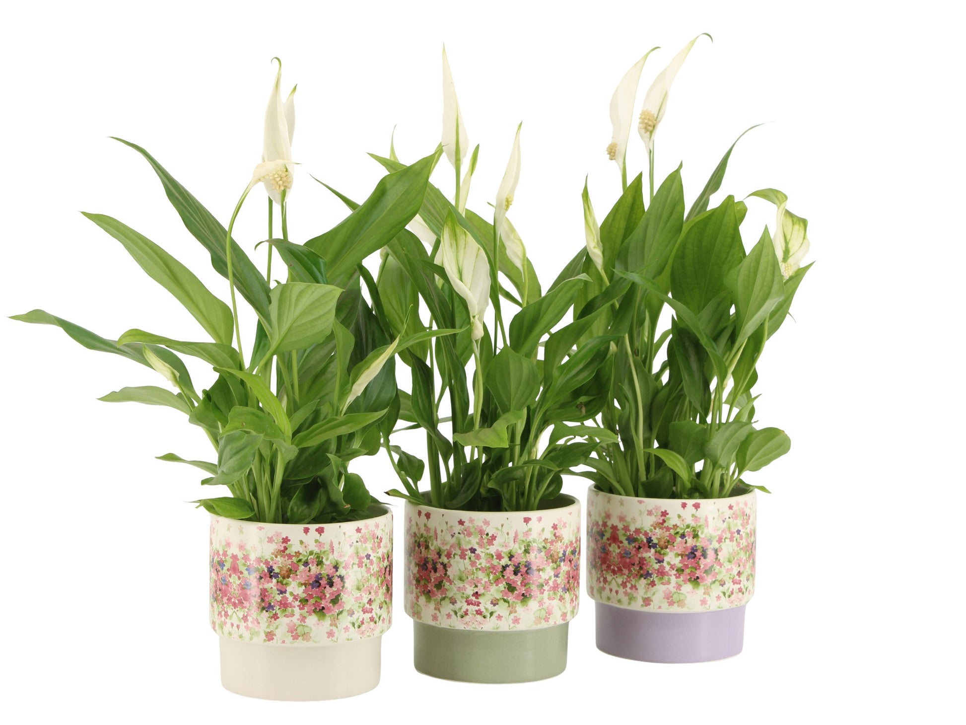 Spathiphyllum Pearl Cupido 35cm 9cm Pot