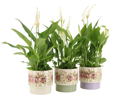 Spathiphyllum Pearl Cupido 35cm 9cm Pot