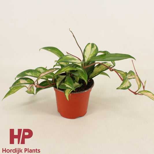 Hoya carnosa Tricolor 15cm 9cm Pot