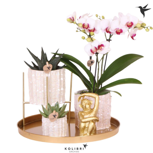 Kolibri Gift Set Large Oyster 40cm 30cm Pot