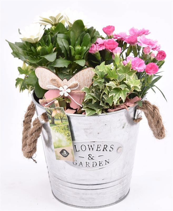Outdoor arrangement 16cm Pot