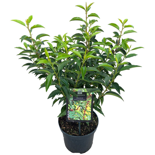 Prunus lusitanica Angustifolia 55cm 19cm Pot