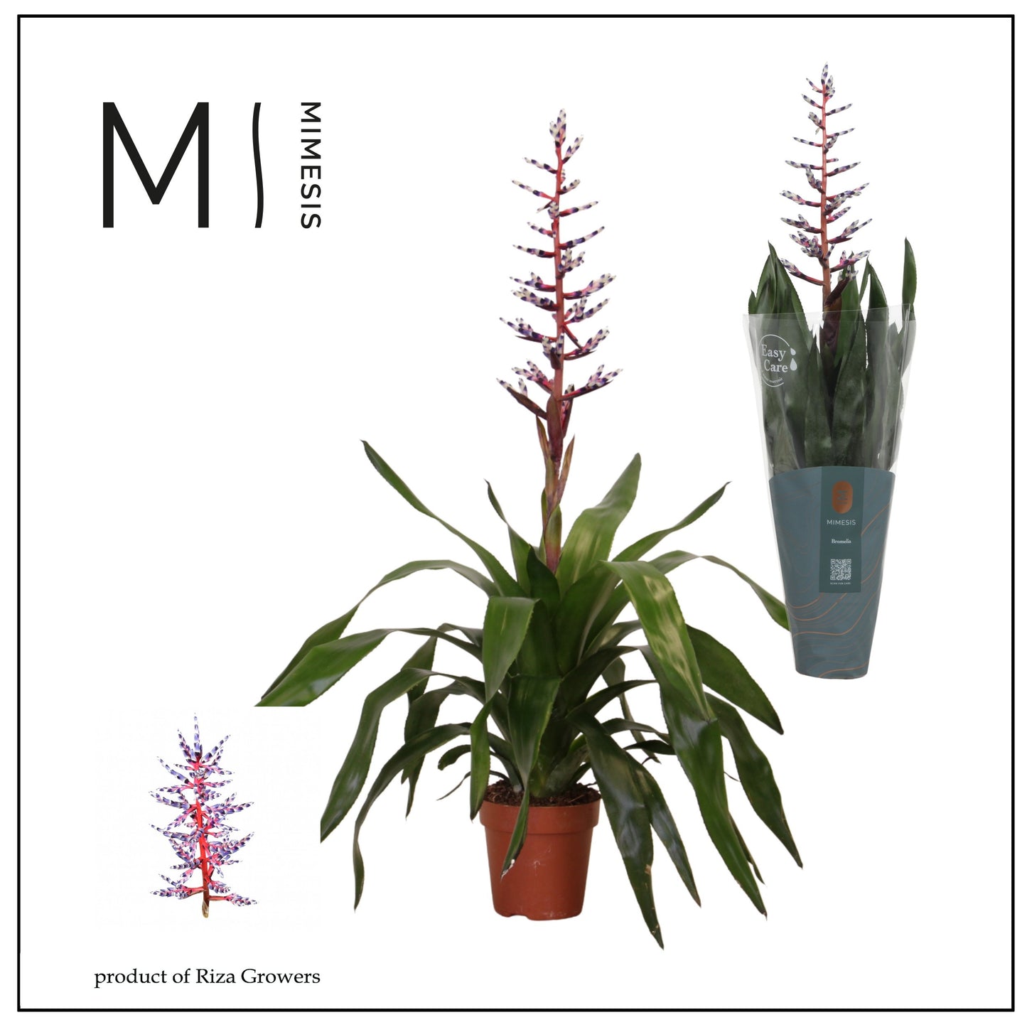 Aechmea Blue Rain 65cm 12cm Pot