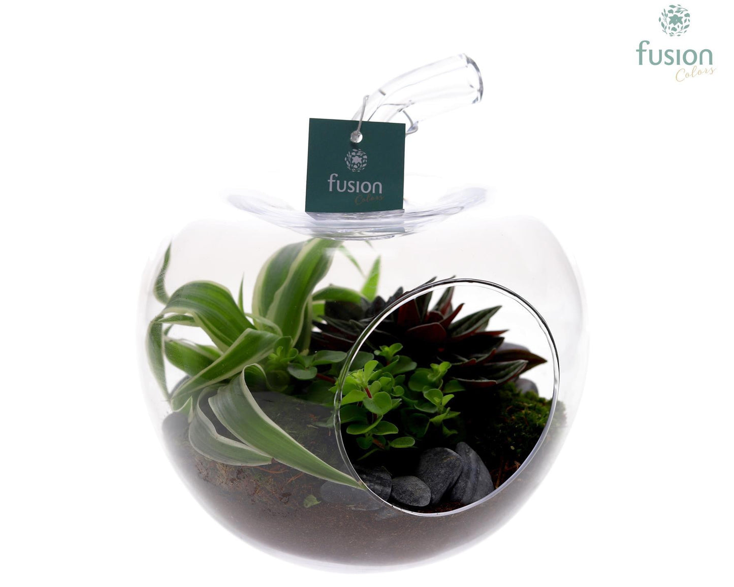 Glas Appel met arrangement groene planten 3pp 25cm 18cm Pot