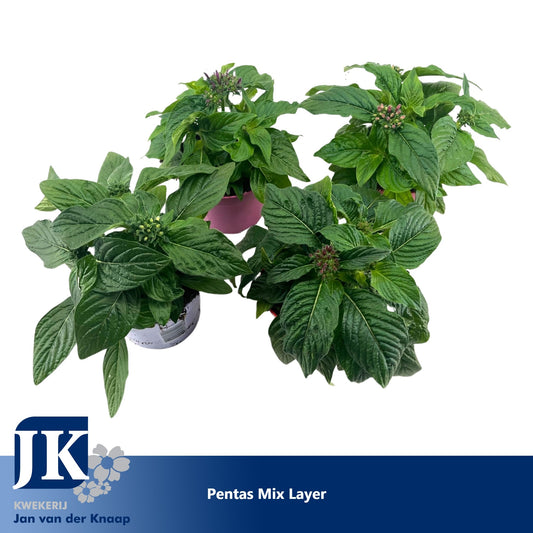 Pentas lanceolata 20cm 12cm Pot