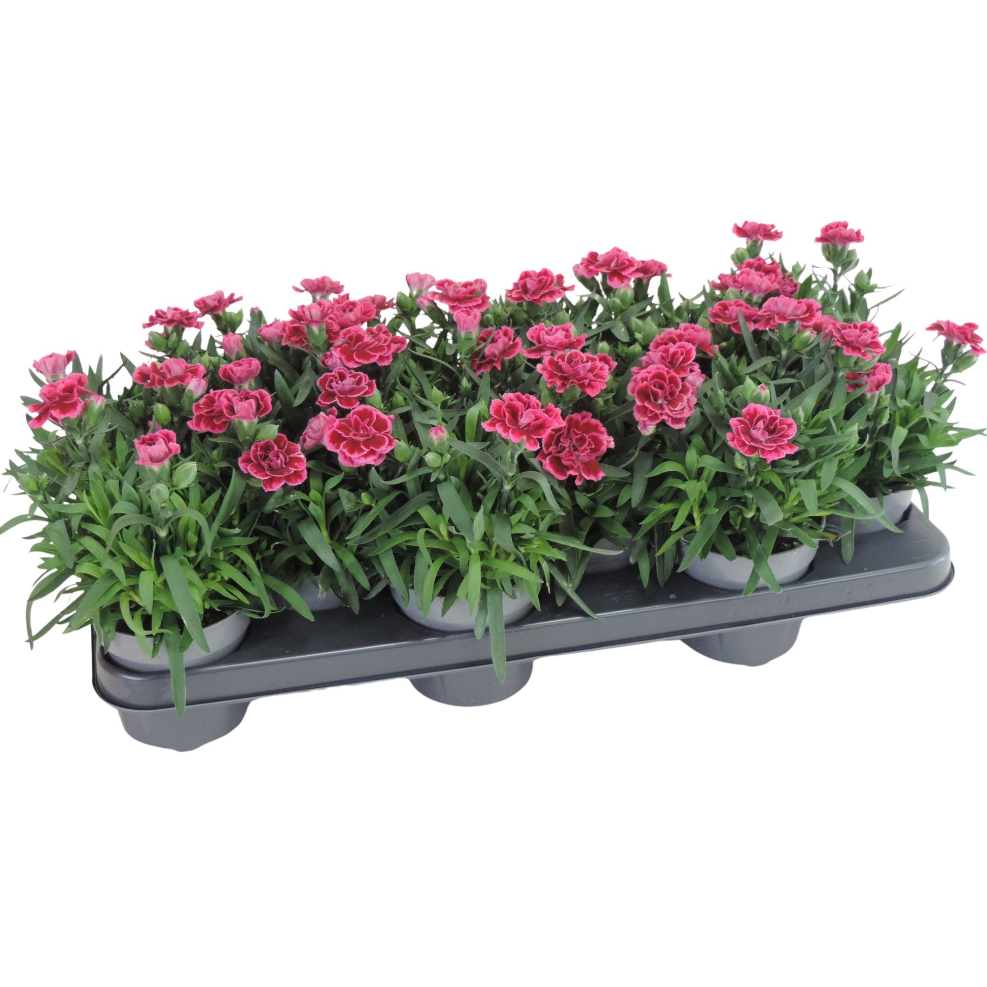 Dianthus Oscar Purple Wings 20cm 510cm Pot