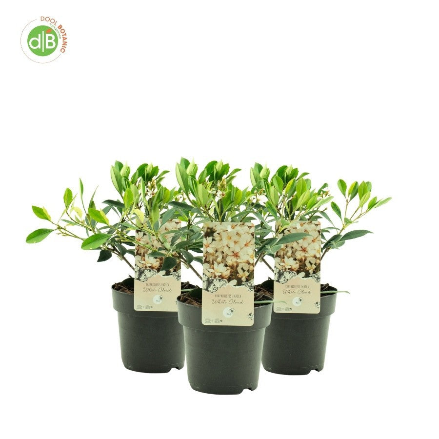 Rhaphiolepis indica 20cm 15cm Pot