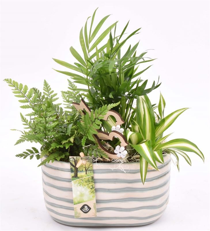 Indoor arrangement 18cm Pot
