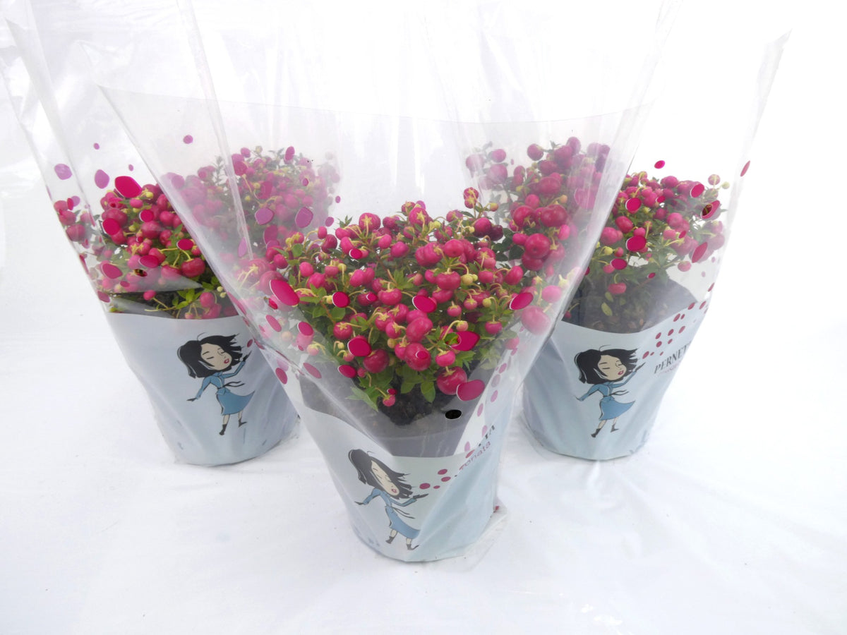 Gaultheria mucronata 25cm 14cm Pot