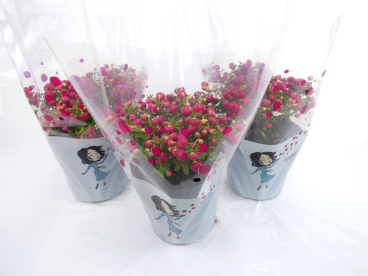 Gaultheria mucronata 25cm 14cm Pot
