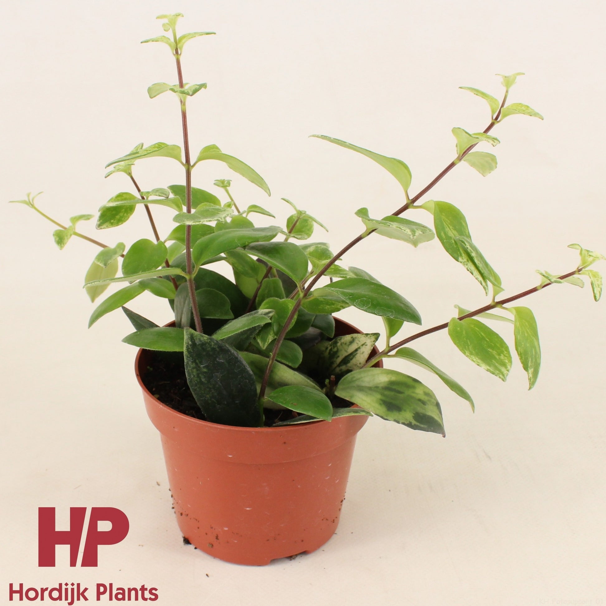 Hordijk Plants Aeschynanthus lob. Variegatus Pack of 8