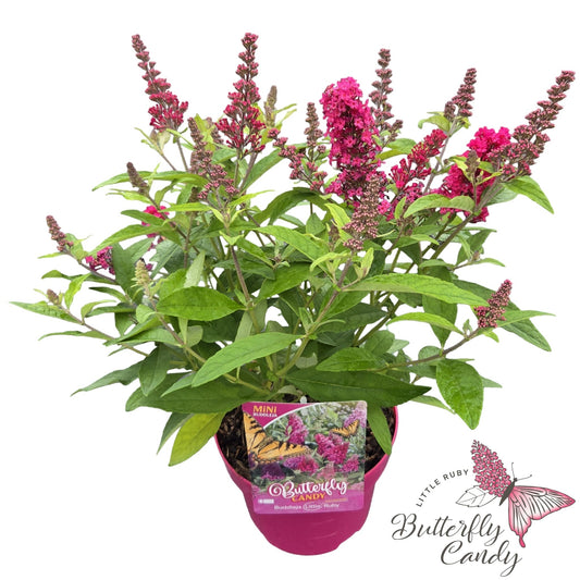 Buddleja Butterfly Candy Little Ruby 50cm 19cm Pot