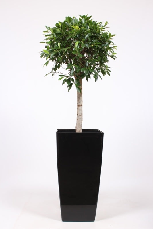 Ficus benjamina 180cm 40cm Pot