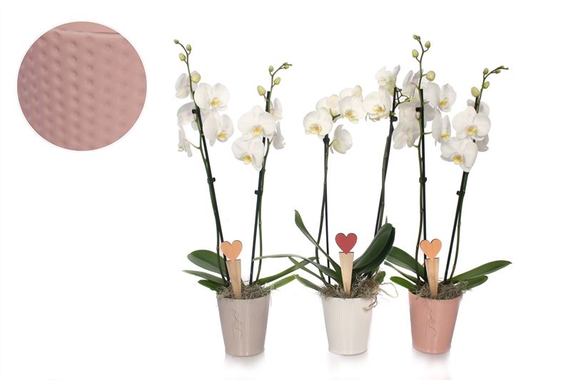 Phalaenopsis white 55cm 12cm Pot