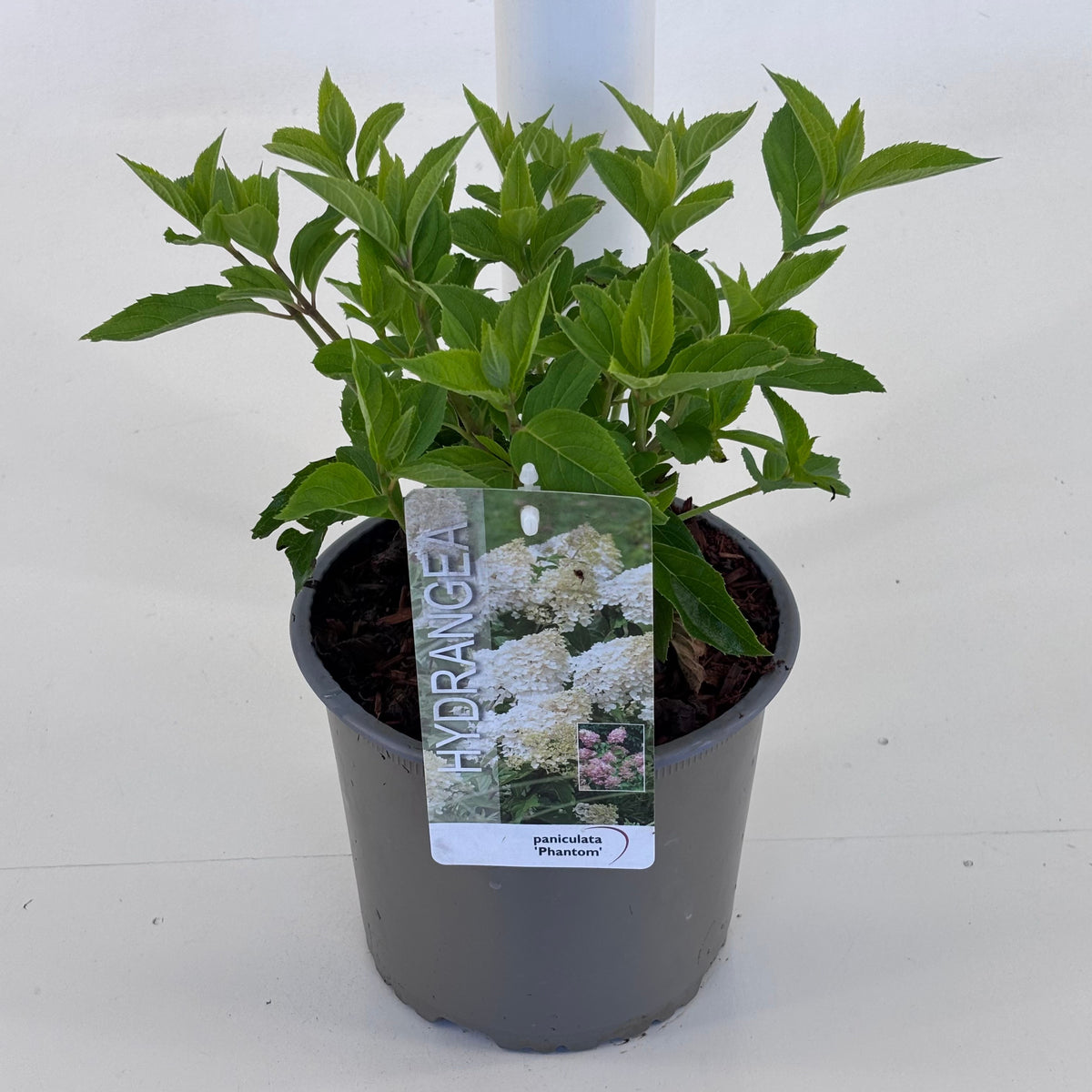 Hydrangea pan. Phantom 25cm 19cm Pot