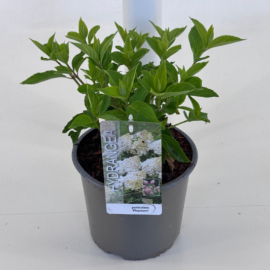 Hydrangea pan. Phantom 25cm 19cm Pot