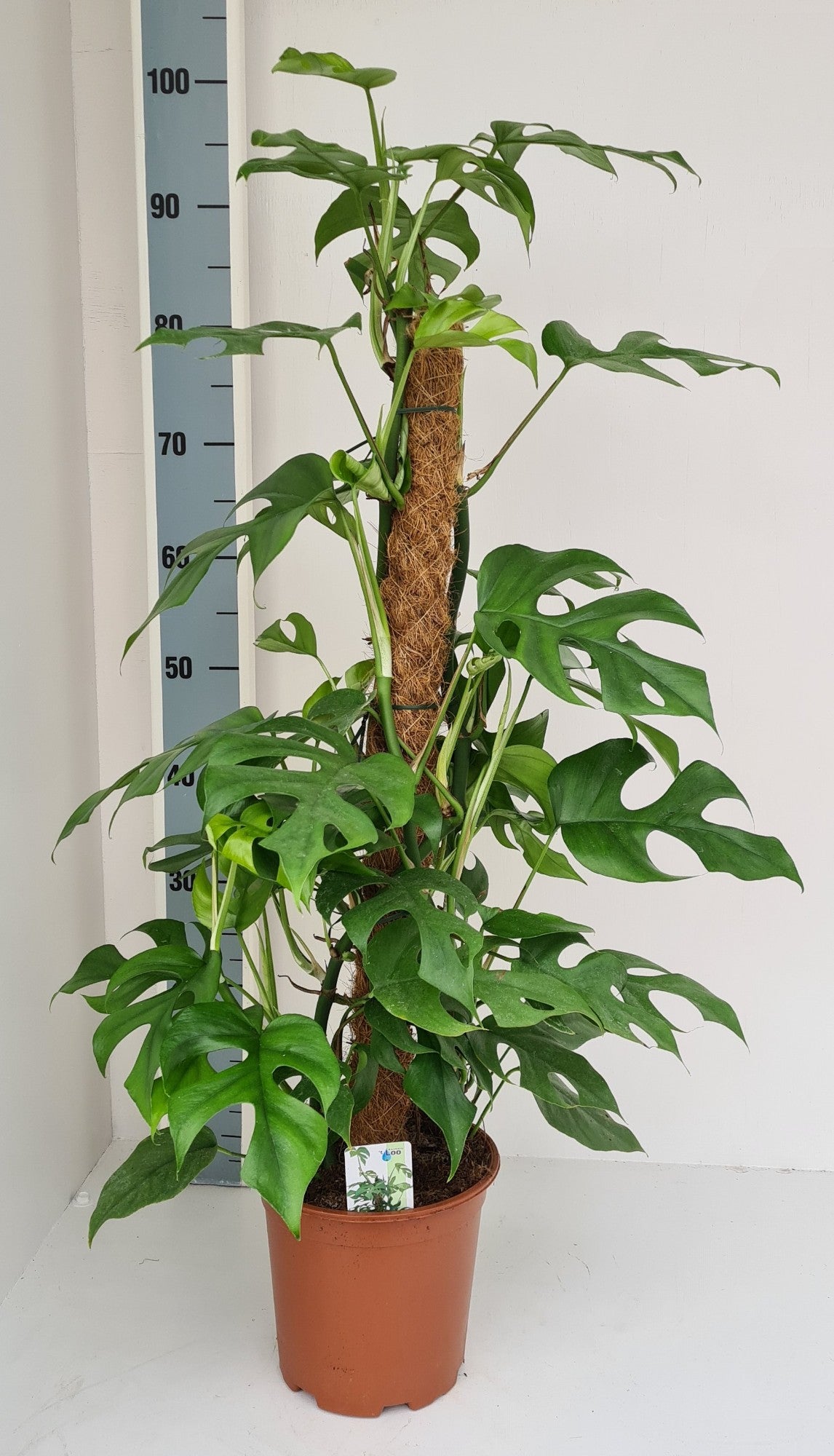 Monstera Piccolo 90cm 19cm Pot
