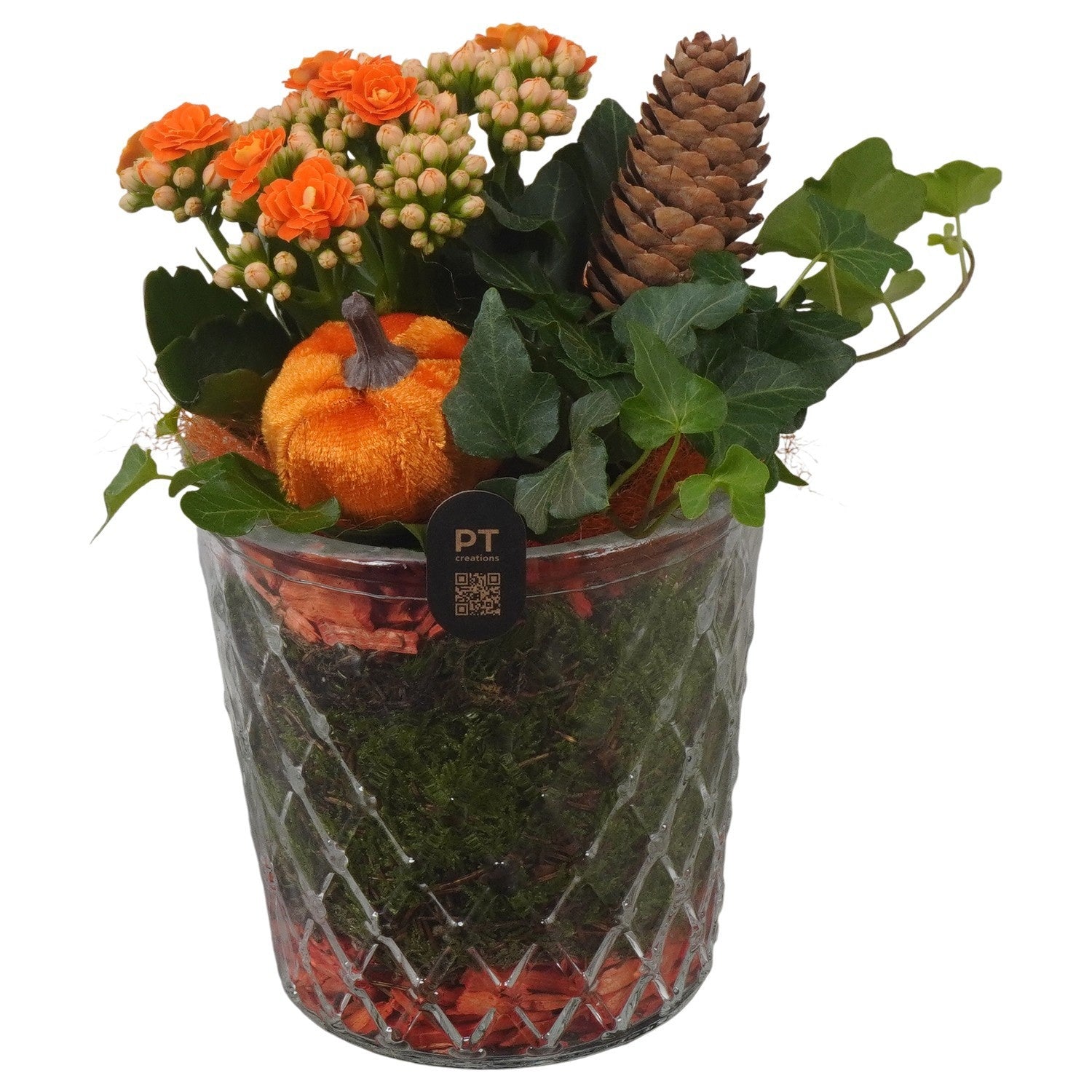 Indoor arrangement 20cm 12cm Pot