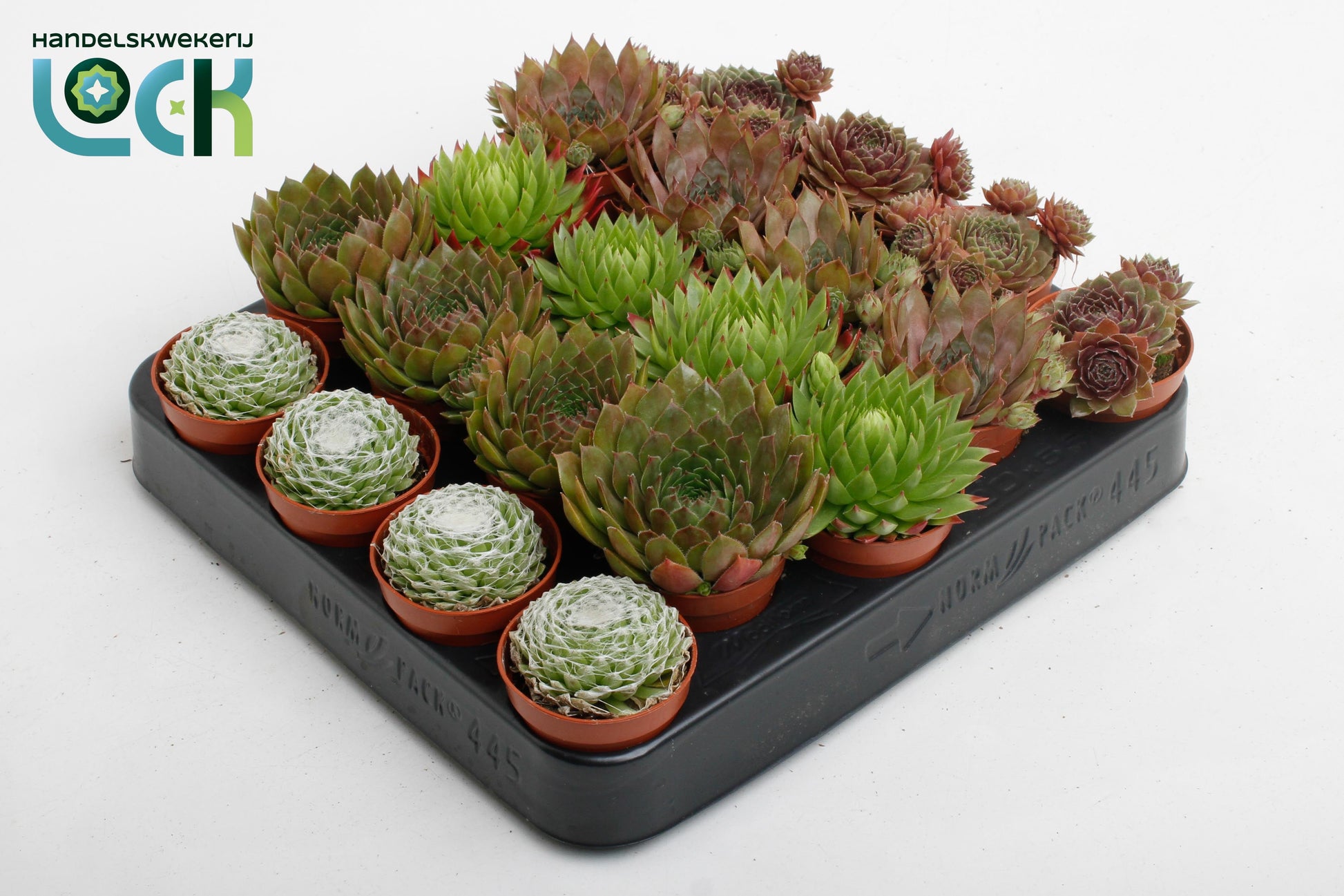 Lock, Handelskwekerij Sempervivum mix Pack of 20