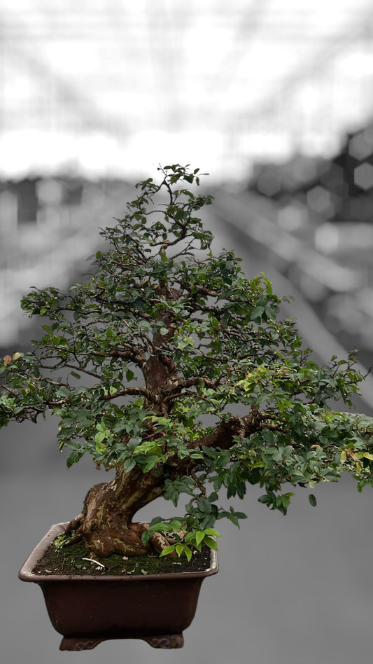 Bonsai Mix 100cm 33cm Pot