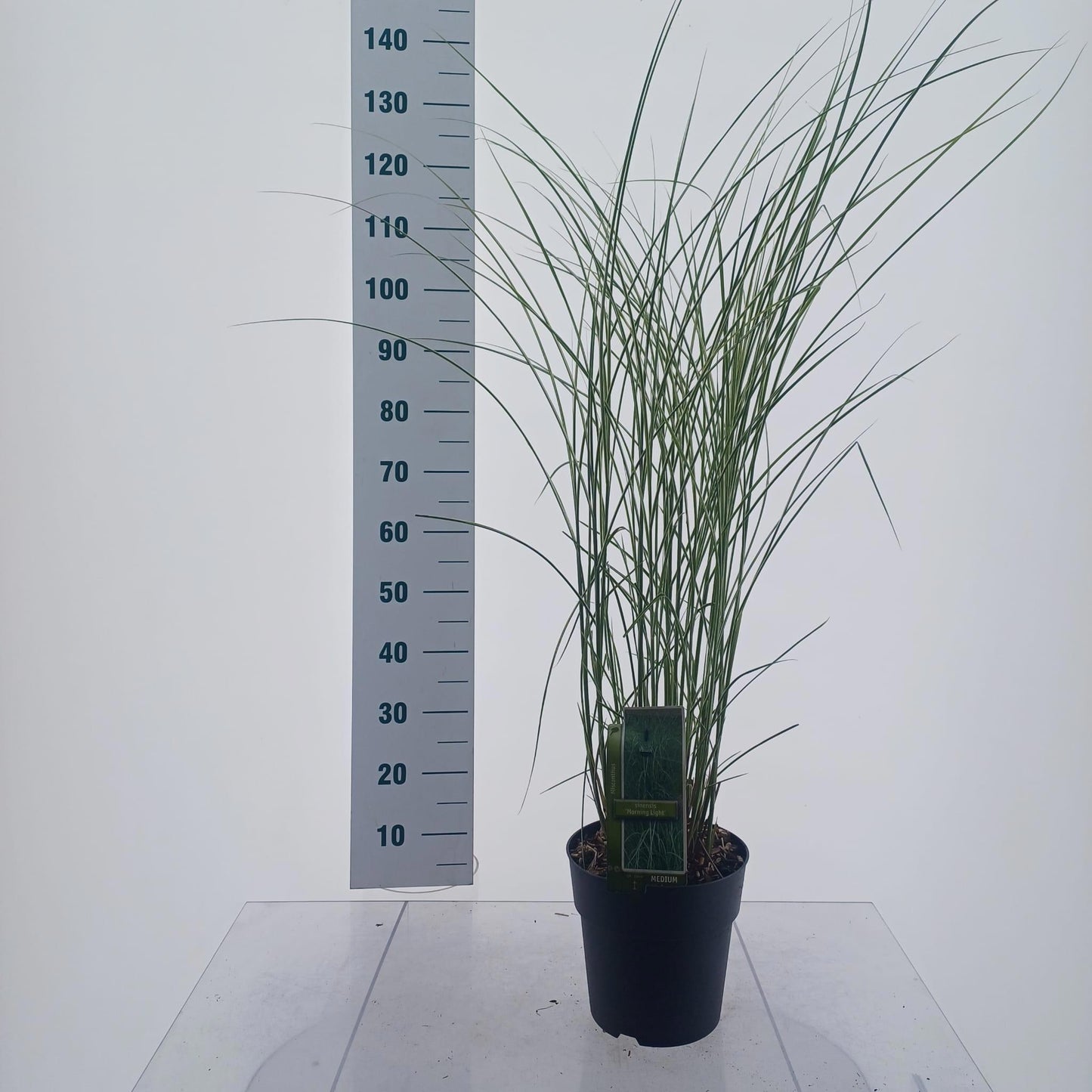 Miscanthus sin. Morning Light 120cm 23cm Pot
