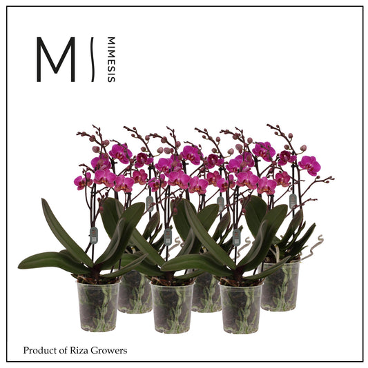 Phalaenopsis Purple 50cm 12cm Pot