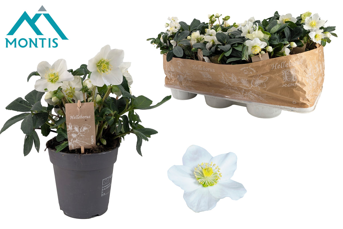 helleborus-niger-christmas-carol-30cm-15cm-pot-hcc15l