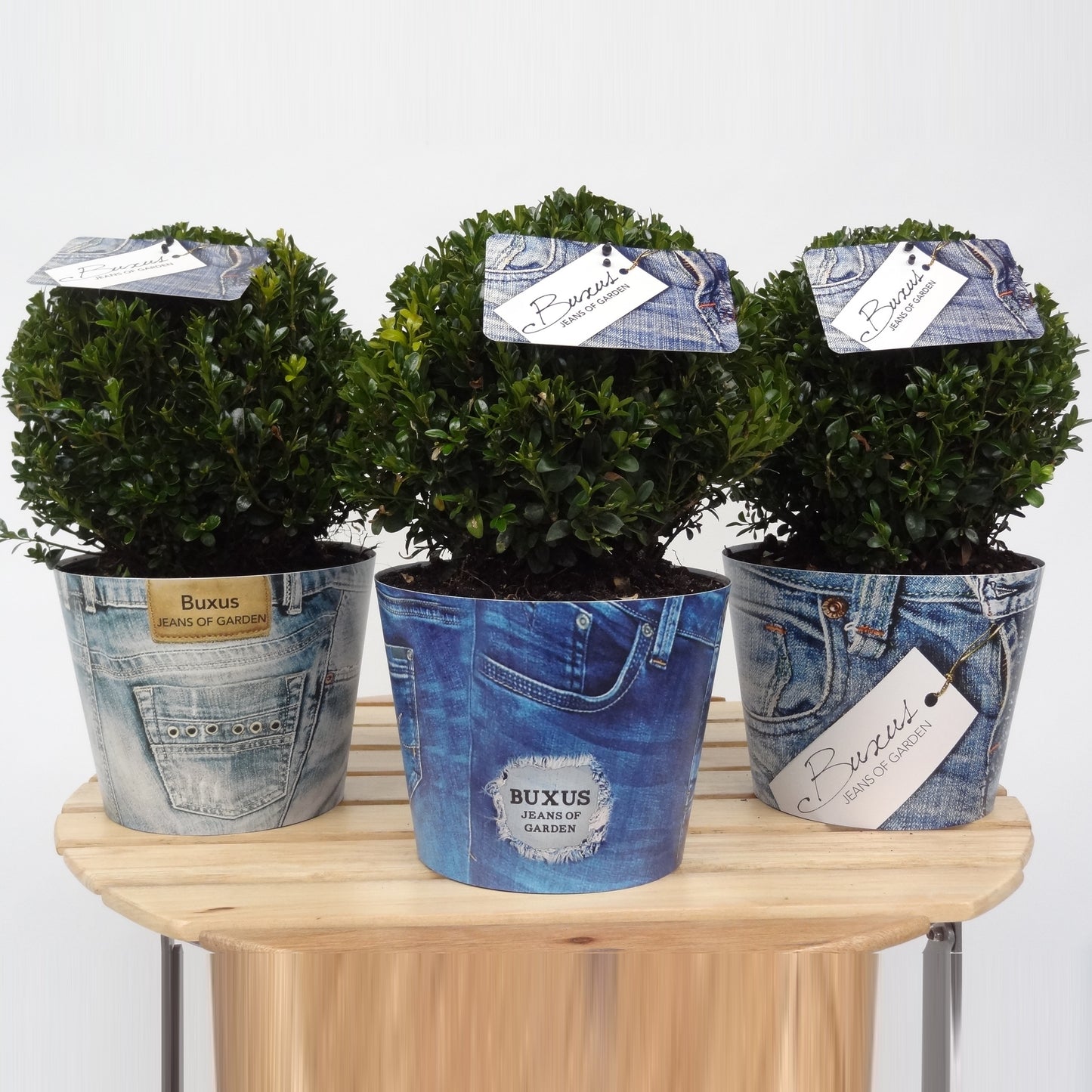 Buxus sempervirens ball 40cm 19cm Pot
