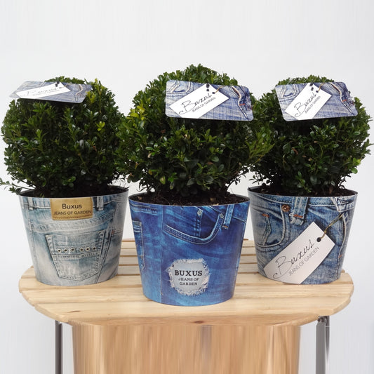 Buxus sempervirens ball 40cm 19cm Pot