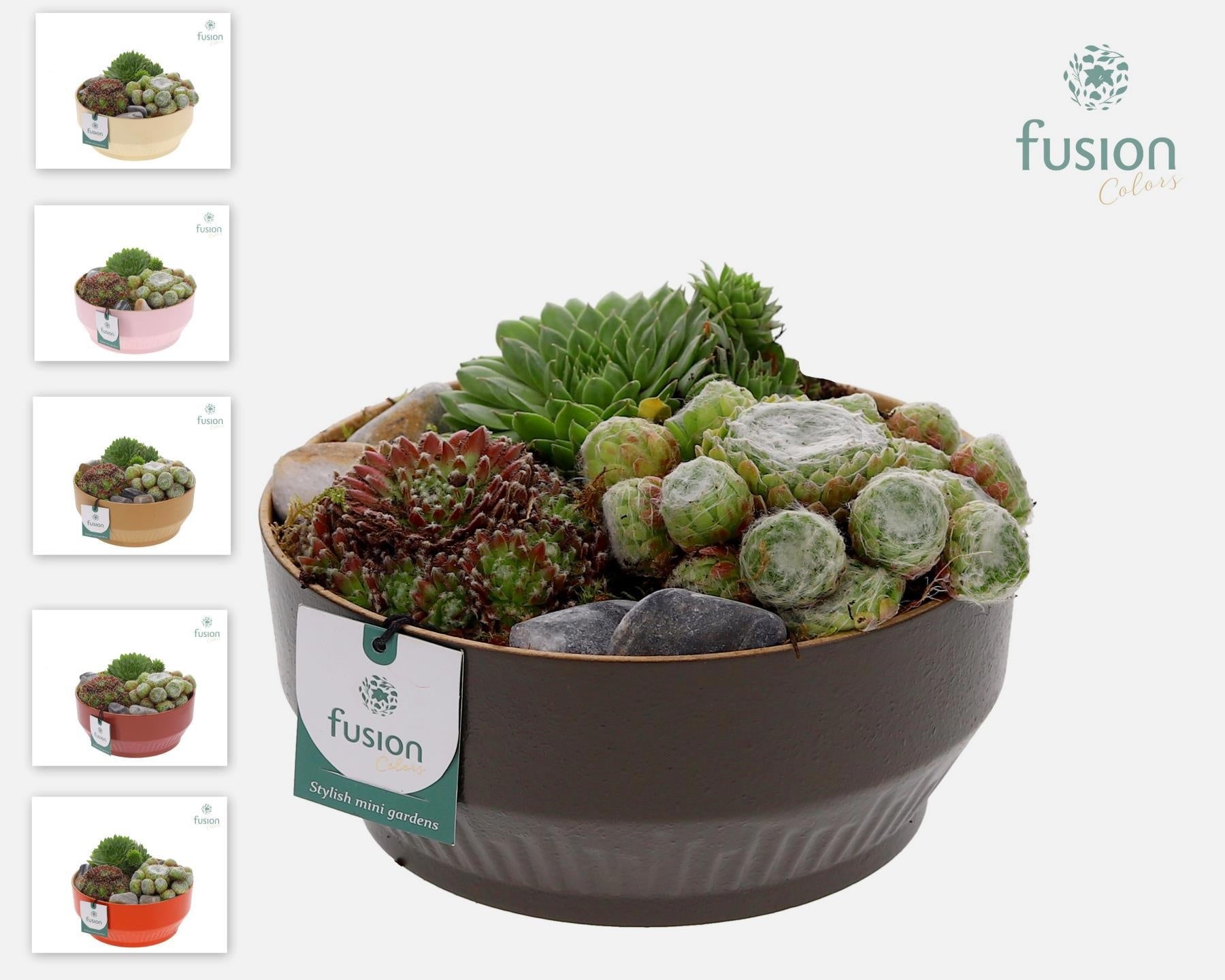Sempervivum arrangement 15cm 20cm Pot