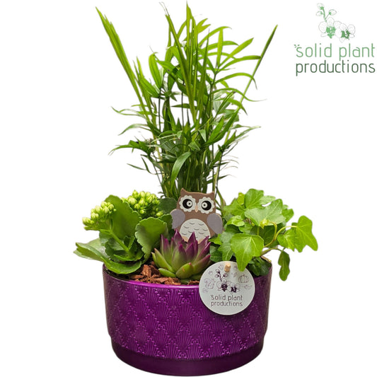 CE003 Loes Purple Echeveria 38cm 18cm Pot