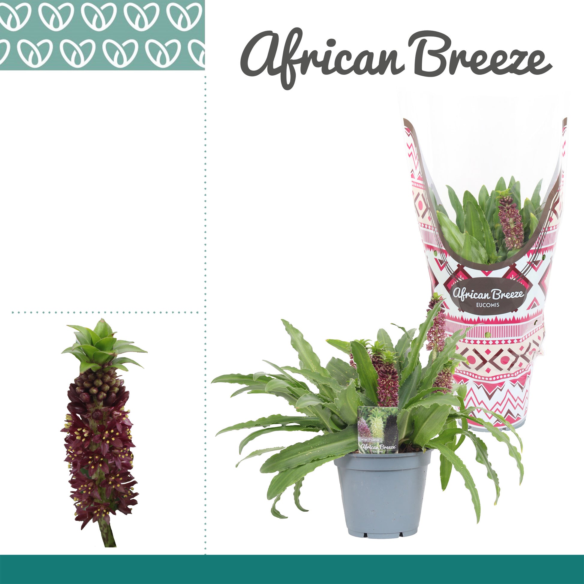 Eucomis Leia 45cm 17cm Pot