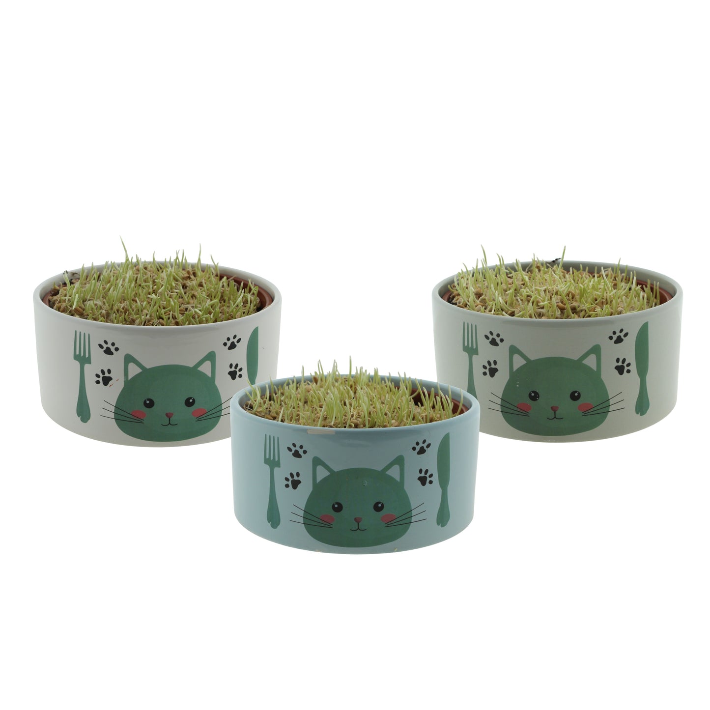 Kitty grass (Hordeum) 10cm 16cm Pot