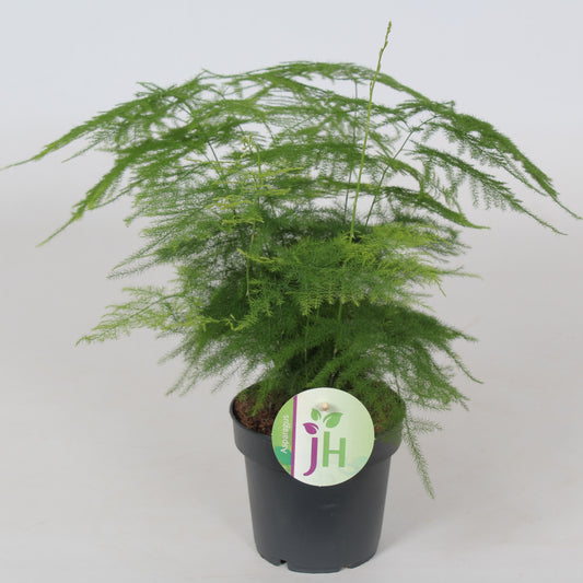 Asparagus Plumosus Nanus 30cm 12cm Pot