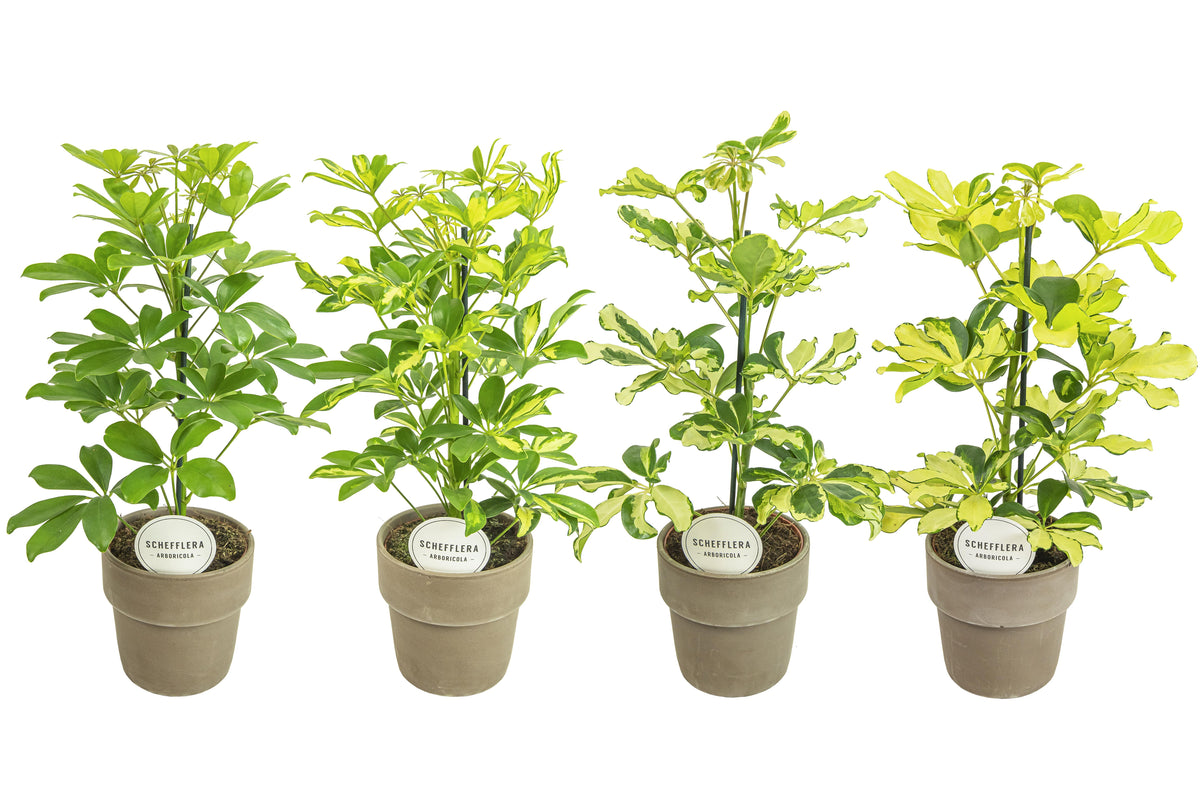 Schefflera Mme De Smet braided 45cm 15cm Pot