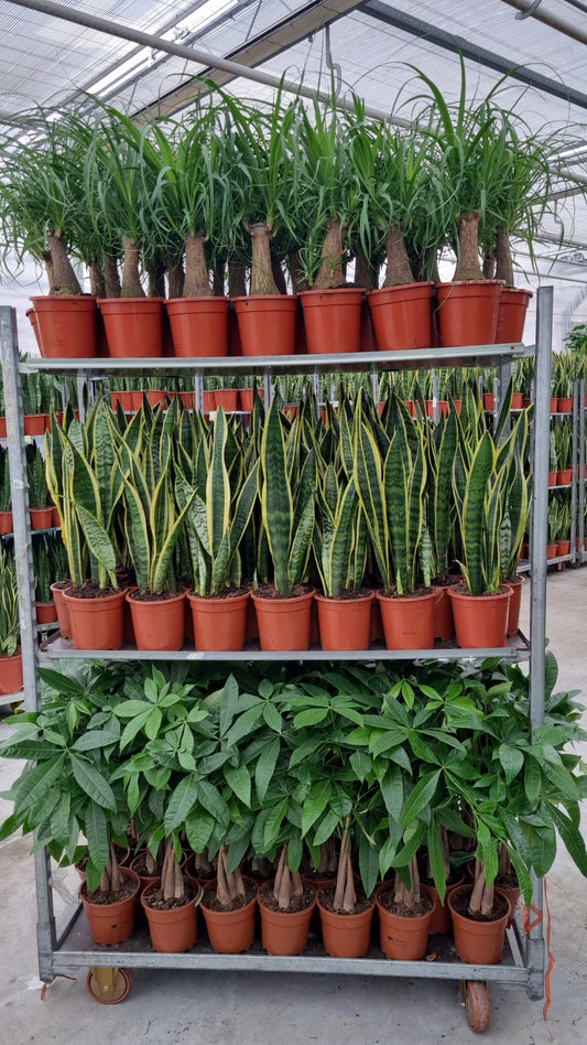Foliage houseplants mix 50cm 17cm Pot