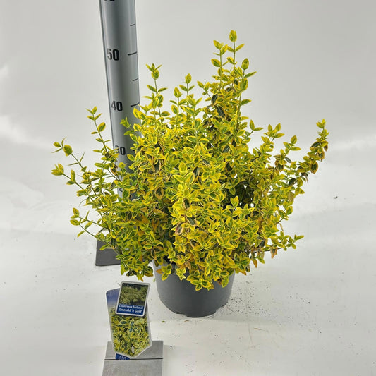 Euonymus Emerald & Gold 35cm 23cm Pot