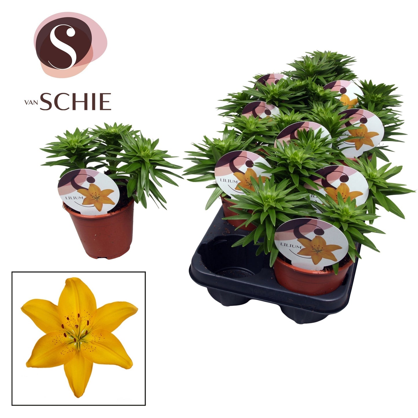 Lilium garden mix 20cm 13cm Pot