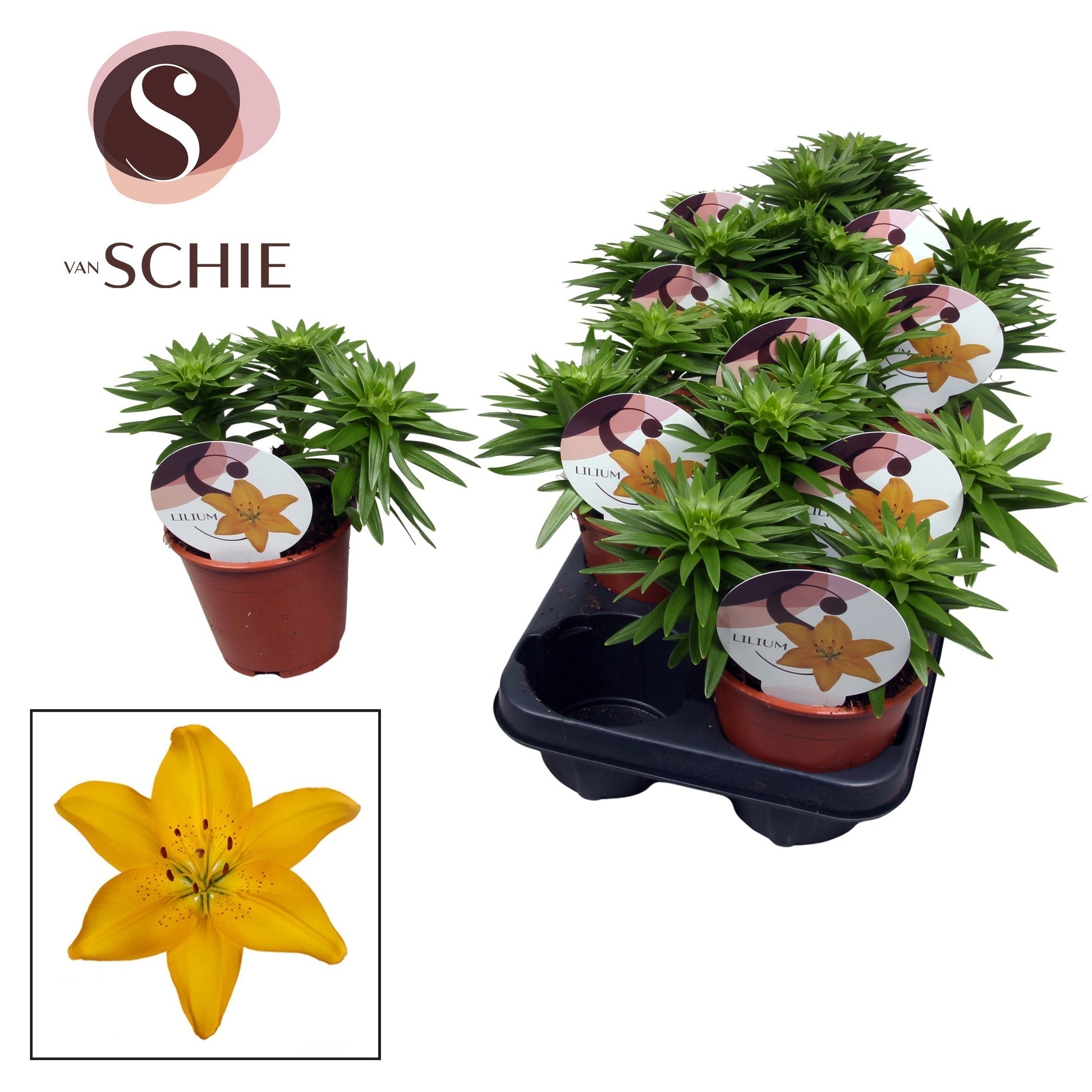 Lilium garden mix 20cm 13cm Pot