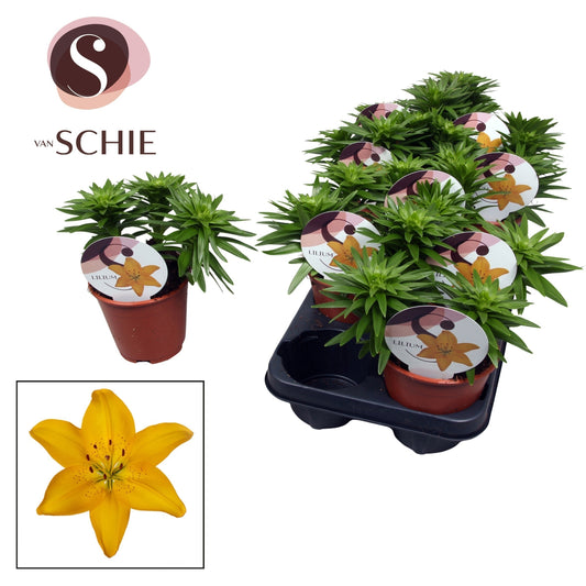 Lilium garden mix 20cm 13cm Pot