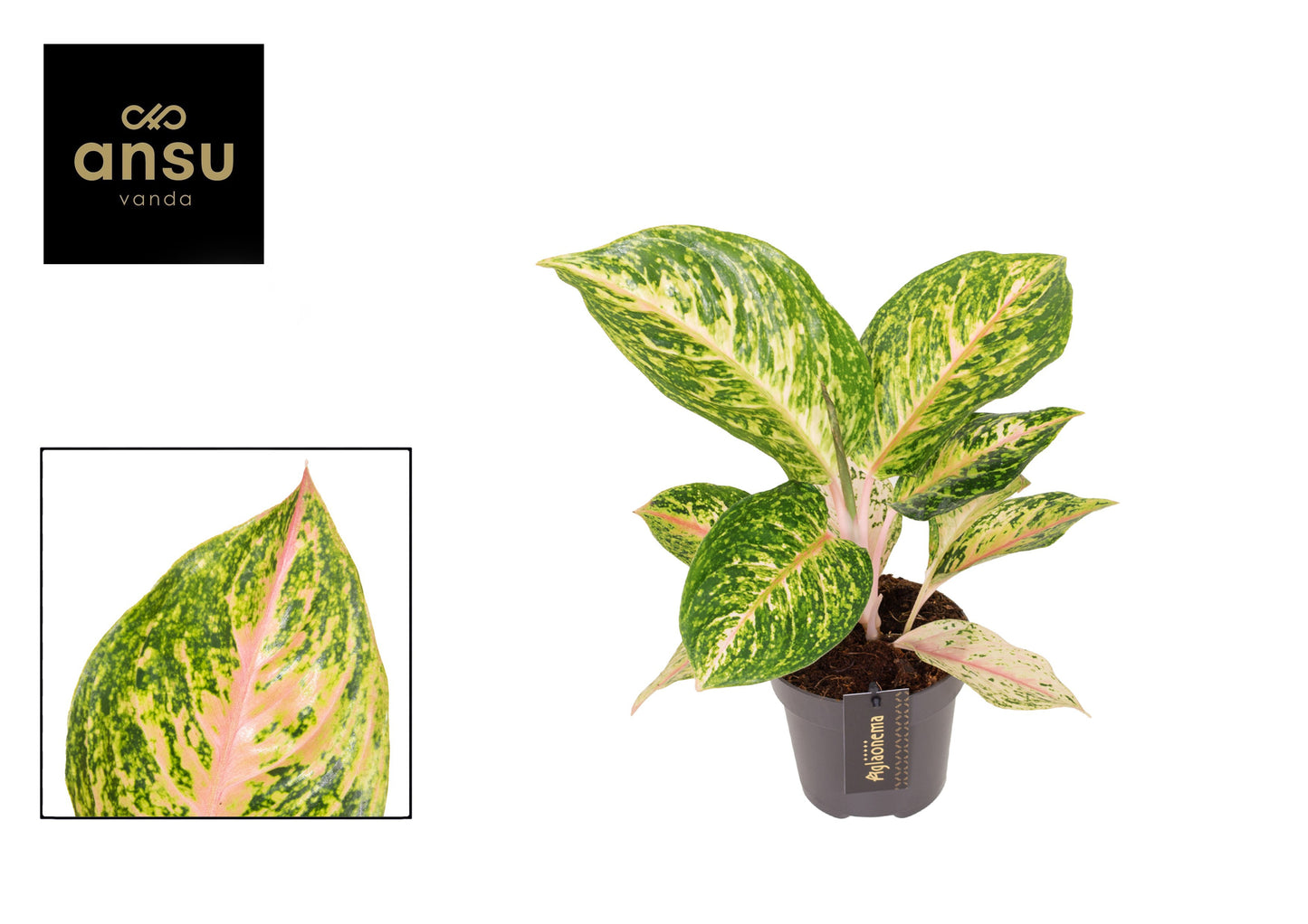 Aglaonema Hybrid 40cm 12cm Pot