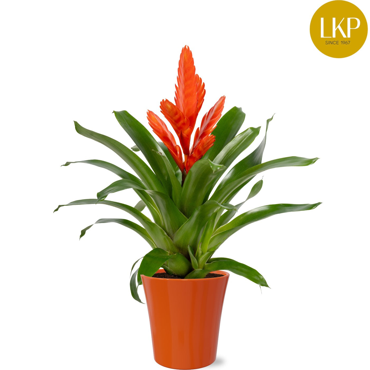 Vriesea Intenso Orange 45cm 13cm Pot