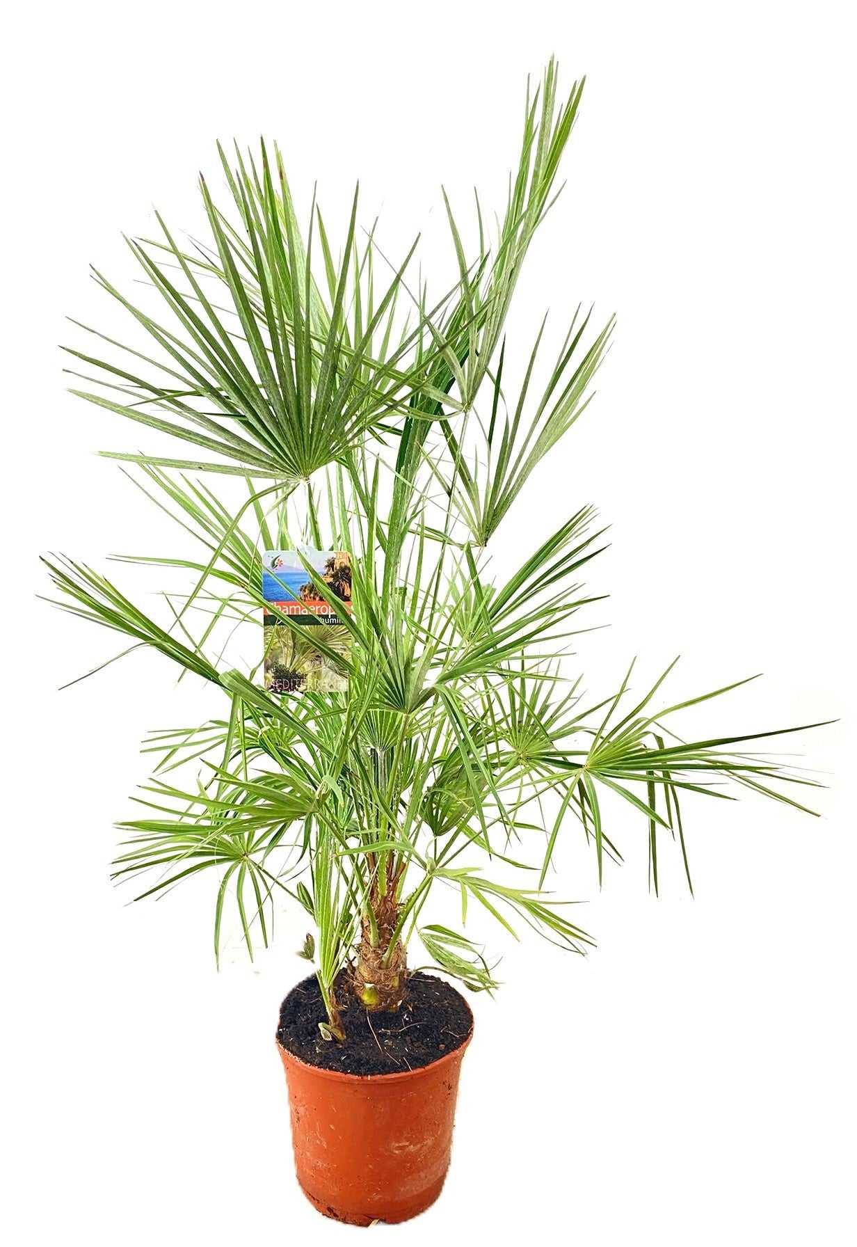 Chamaerops humilis 130cm 27cm Pot