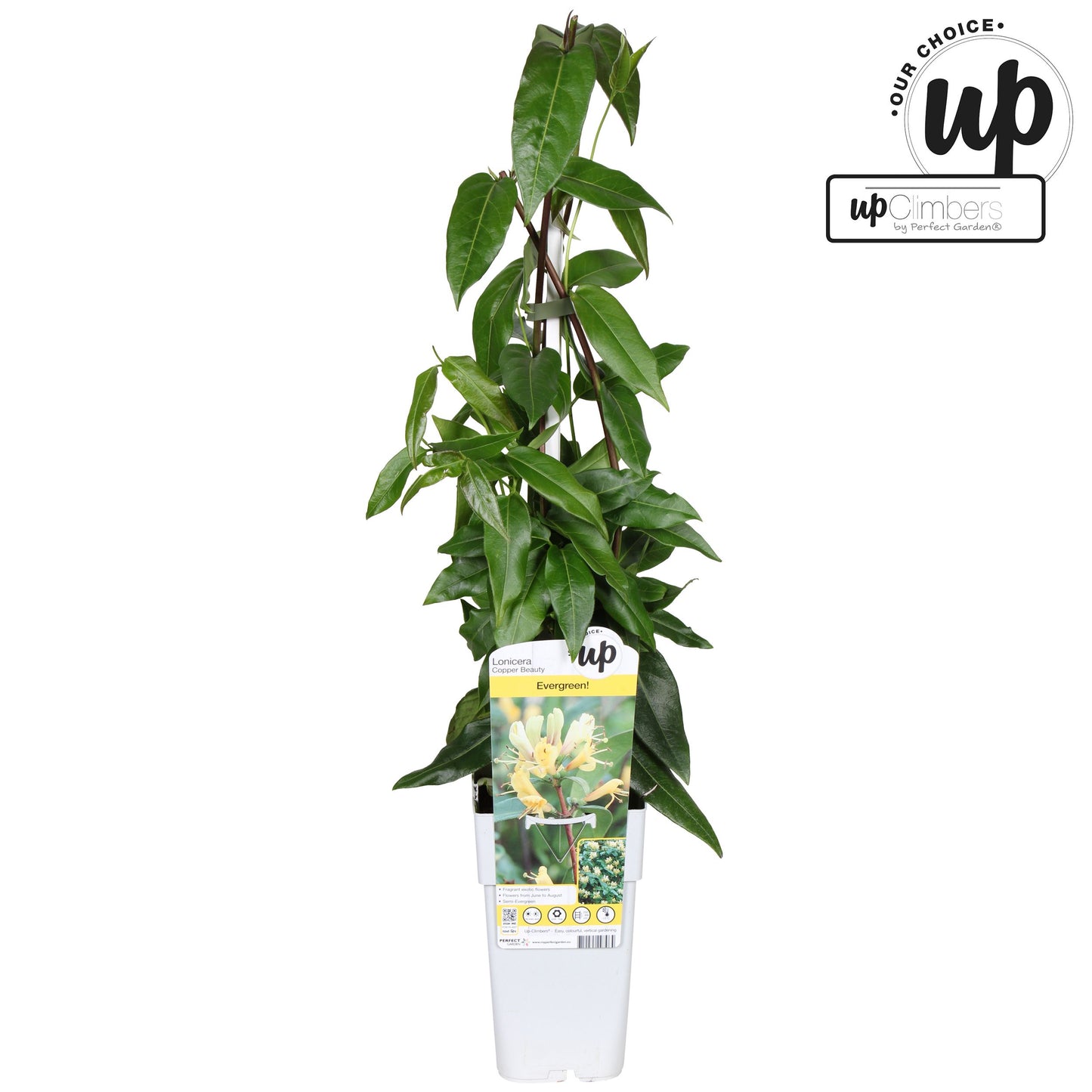 Lonicera Copper Beauty 65cm 15cm Pot