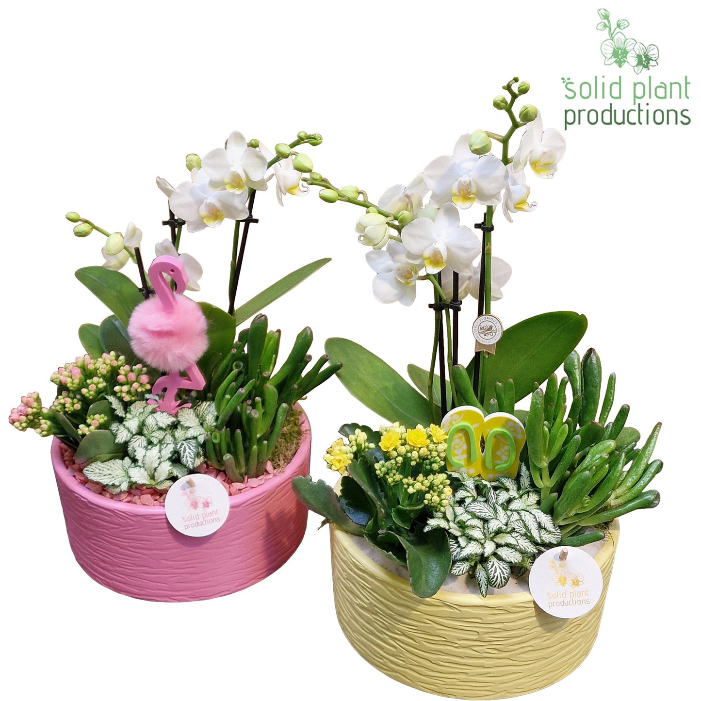 PH004 Stella P/Y Summer Mix 45cm 22cm Pot