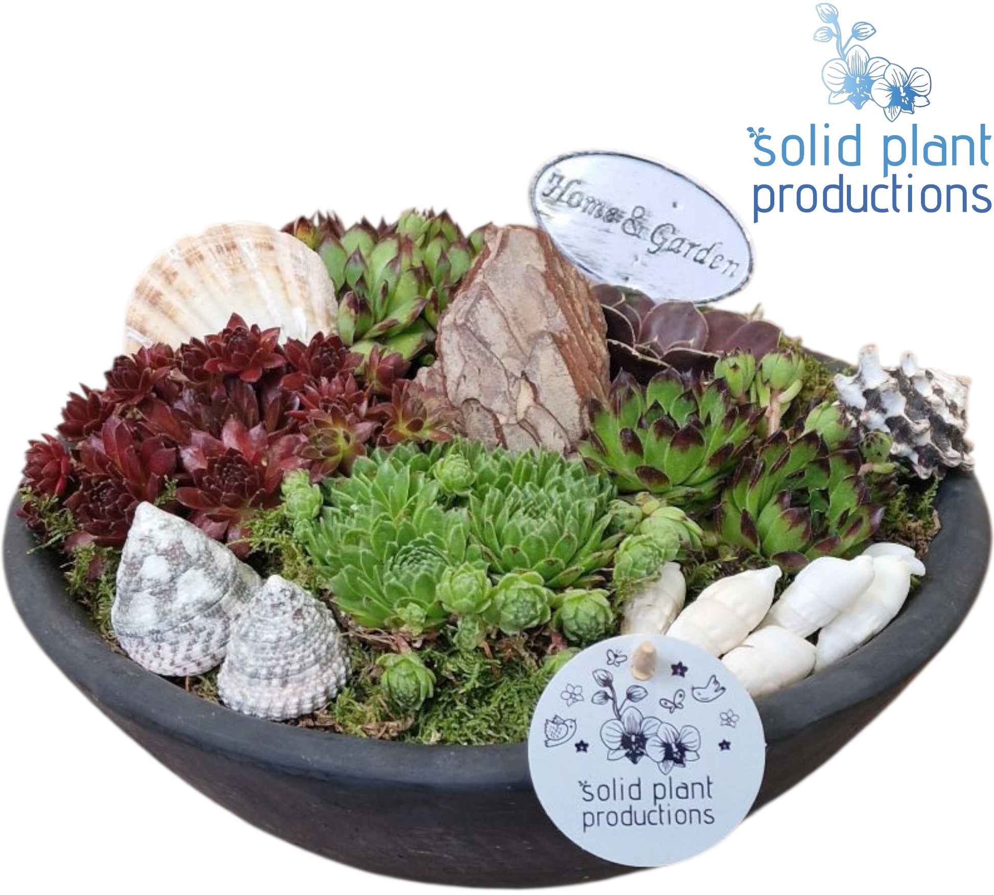 Sempervivum arrangement 21cm 27cm Pot